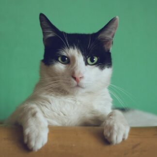 Drawing-Room Cat Collar